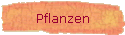 Pflanzen